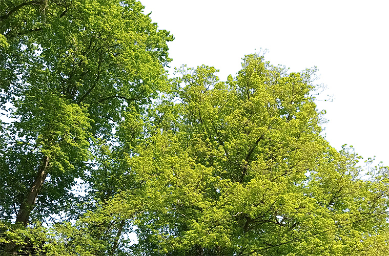 New Leaves with Alembic Books
